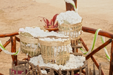 Cotton plantation の写真素材