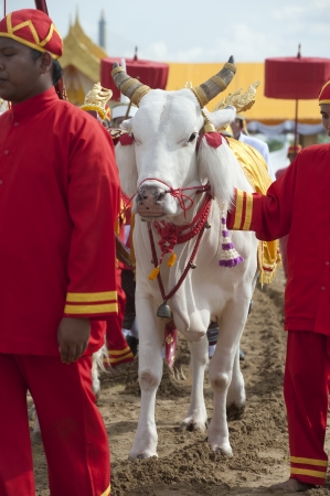 BANGKOK,THAILAND-MA Y13 Unidentified Government officials attend the ceremony - Perform for an auspicious beginning for planting season in the Royal Plowing Ceremony on May13,2013 at Bangkok,Thailand のeditorial素材