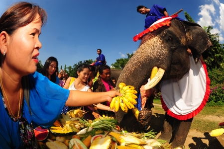 NAKORNPATHOM,THAILAND-MAY 1  Groups of people feed the elephants,joyfully on Fruits buffet Elephants festival on May 1,2013 at Samphan and crocodile farm in Nakornpathom Province,Middle of Thailand のeditorial素材