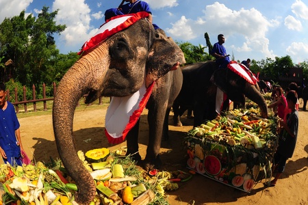 NAKORNPATHOM,THAILAND-MAY 1  Groups of people feed the elephants,joyfully on Fruits buffet Elephants festival on May 1,2013 at Samphan and crocodile farm in Nakornpathom Province,Middle of Thailand のeditorial素材