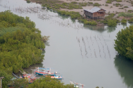 Mangroves at the the river near the sea  のeditorial素材