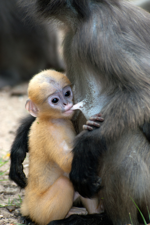 Monkey mother and her baby   Presbytis Obscura Reid   の写真素材