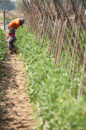 Trimming the tomato workers  の写真素材