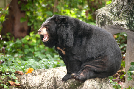 Asian black bear の写真素材