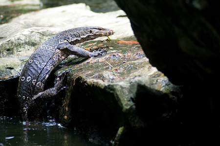 Water monitor の写真素材