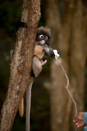 Feeding the monkey 