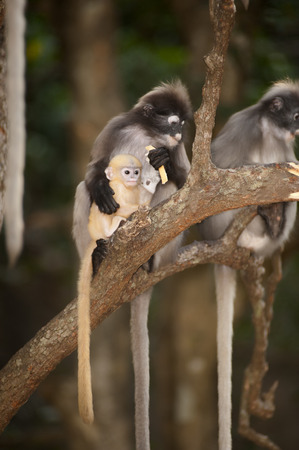 Monkey family sitting on tree trunkの写真素材