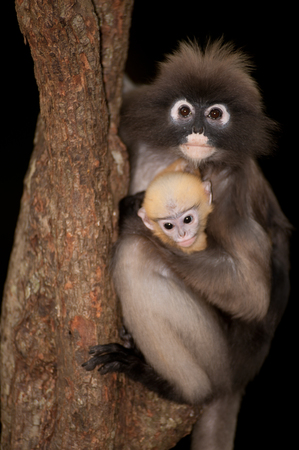 Monkey mother and her baby on tree trunkの写真素材