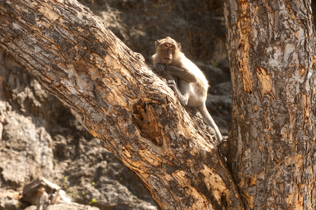 Monkey sitting on tree の写真素材