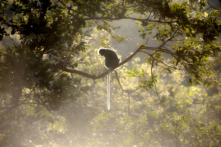 Monkey sitting on a tree の写真素材