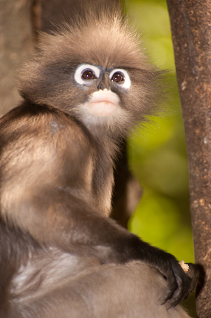 Portrait monkey on tree in forest   Presbytis obscura reid   