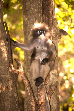 Portrait monkey on tree in forest   Presbytis obscura reid   の写真素材