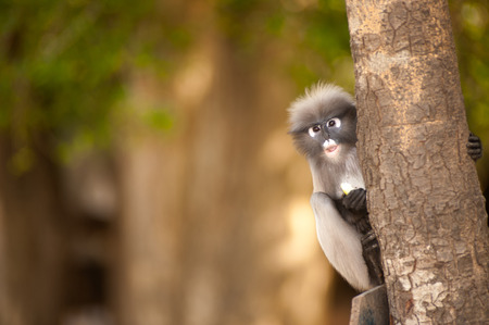 Portrait monkey on tree in forest   Presbytis obscura reid   の写真素材