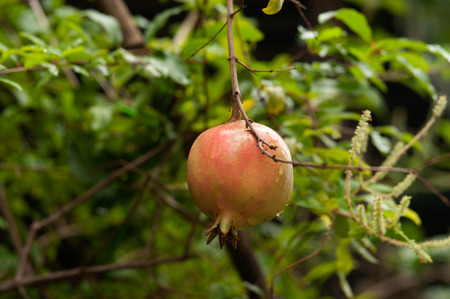 Ripe colorful Pomegranate fruit on tree branch 