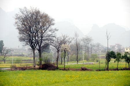 Wanfenglin Village and flower plantation scenery in Xingyi city,Guizhou province,Southwestern of China の写真素材