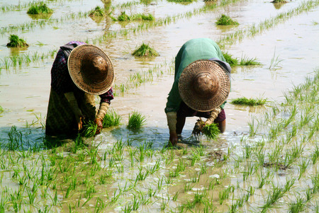 Myanmar farmer working in ricefield  の写真素材