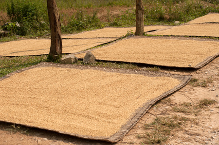 Dry grain from Solar.の写真素材