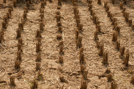 Rice is cut in a field.の写真素材