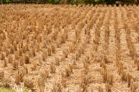 Rice is cut in a field.の写真素材