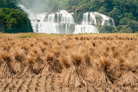 Straw in rice field front of Datian waterfall in China.の写真素材