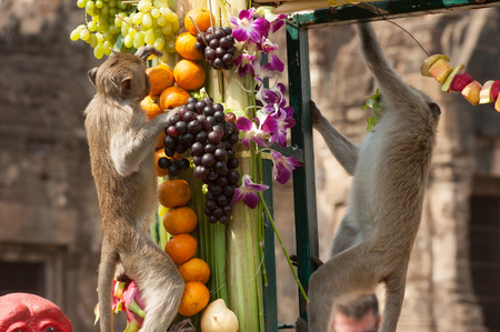 Thailand Monkey Party (Thailand Monkey Buffet ).の写真素材