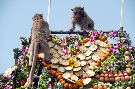 Thailand Monkey Party (Thailand Monkey Buffet ).の写真素材