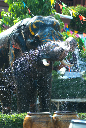Young elephant splashing water .の写真素材