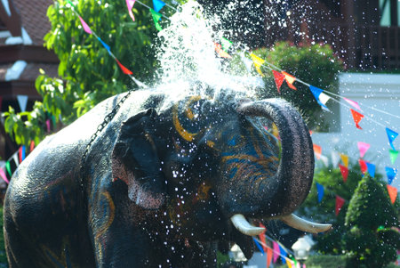 Young elephant splashing water .の写真素材