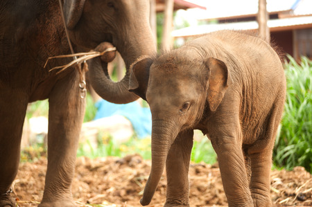 Relationship Thai Elephant calf and mom.