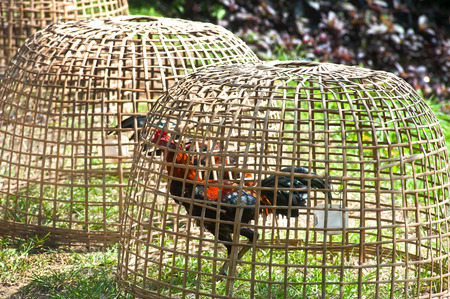 Gamecock in the coop.の写真素材