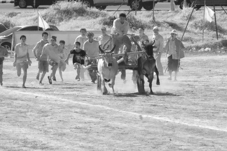 Ox cart racing festival in Thailand.のeditorial素材