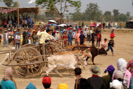 Ox cart racing festival in Thailand.のeditorial素材