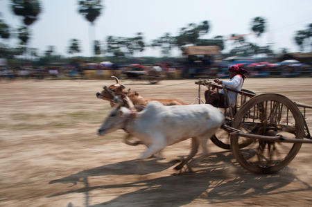 Ox cart racing festival in Thailand.