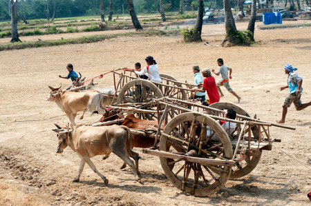 Ox cart racing festival in Thailand.のeditorial素材