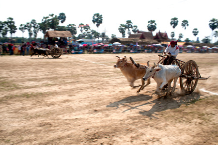 Ox cart racing festival in Thailand.のeditorial素材
