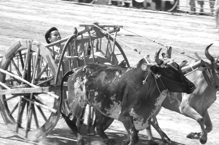 Ox cart racing festival in Thailand.のeditorial素材