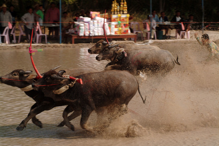 Water buffalo racing in Thailand.のeditorial素材