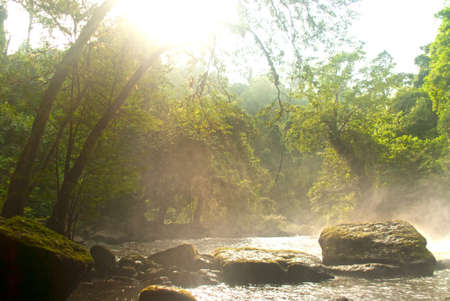 Deep forest in Khao Yai National park,Thailand.