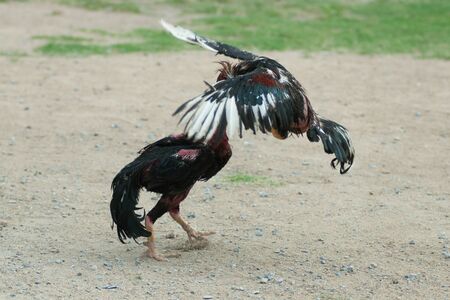 Cockfight in Thailand,Popular sport and tradition.の写真素材