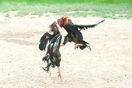 Cockfight in Thailand,Popular sport and tradition.の写真素材