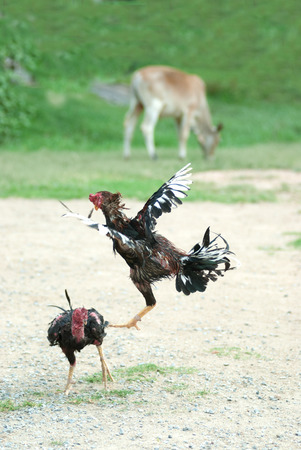 Cockfight in Thailand,Popular sport and tradition.の写真素材