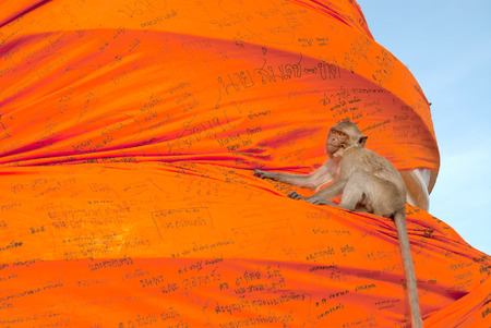 Monkey play climbing orange large cheesecloth.の写真素材