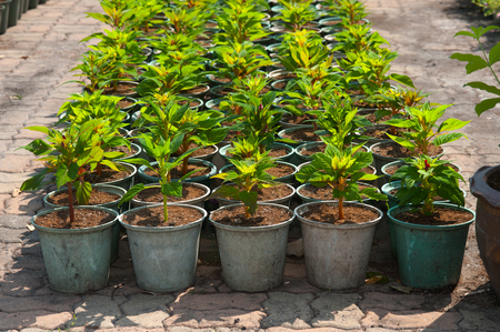 Seedlings of Common Cockscomb in pot.の写真素材