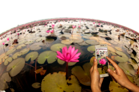 Hand of photographer with smart phone shooting image on blurred of water lily on lake background.の写真素材