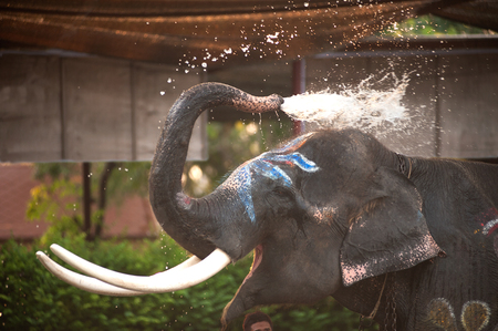 Elephants spray water on themselves happily.の写真素材