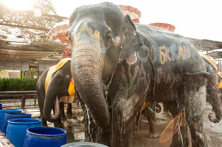Elephants spray water on themselves happily.の写真素材
