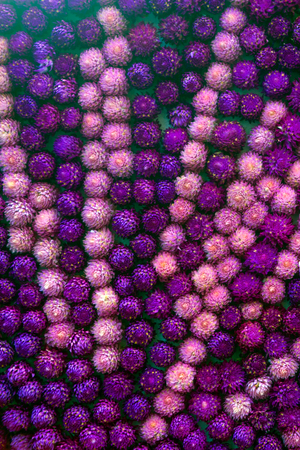 Colorful Amaranth background.の写真素材