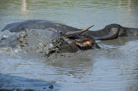 Buffalo into the water.の写真素材