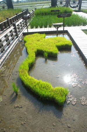 Thailand map Rice planting for the start of the rainy season in Thailand.の写真素材