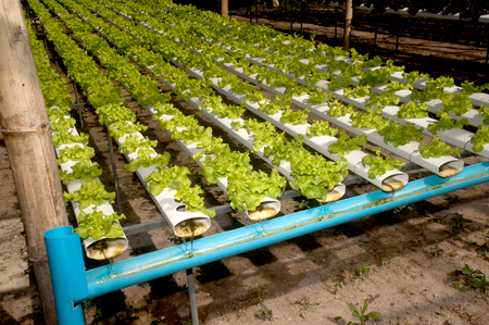 Hydrophonics farm in greenhouse at Corofield, Thailand.の写真素材